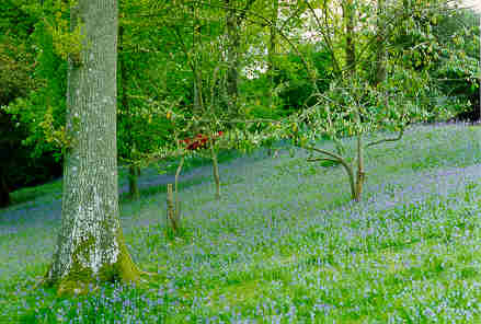 Bluebells