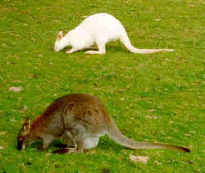 Wallabys Wallabies