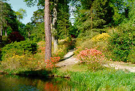 Woodland Path
